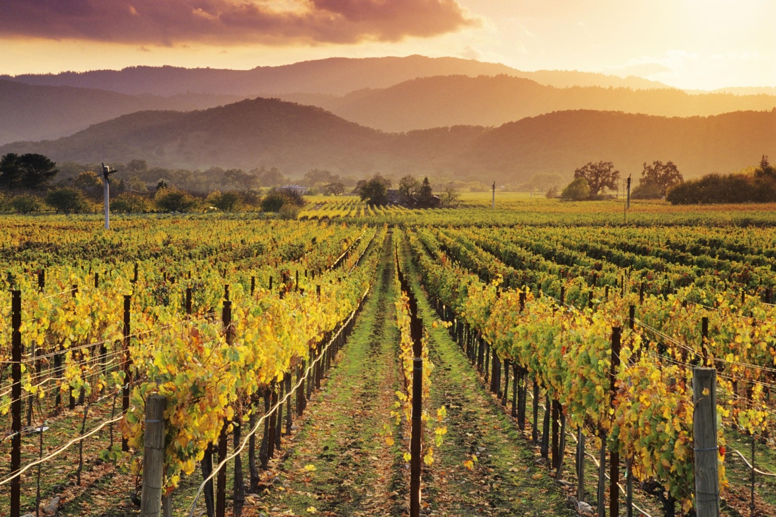 1.Napa-Valley Тоскана - родина знаменитых итальянских вин