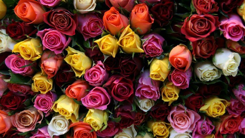 flowers3005 (5) Розы