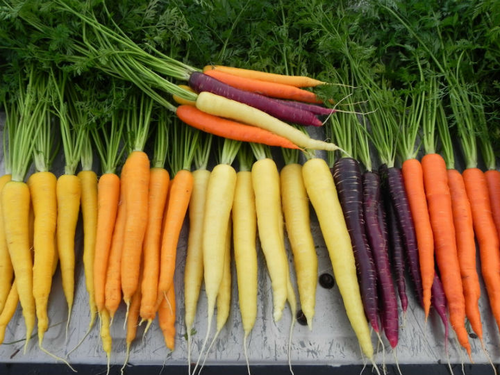1Carrot Морковь